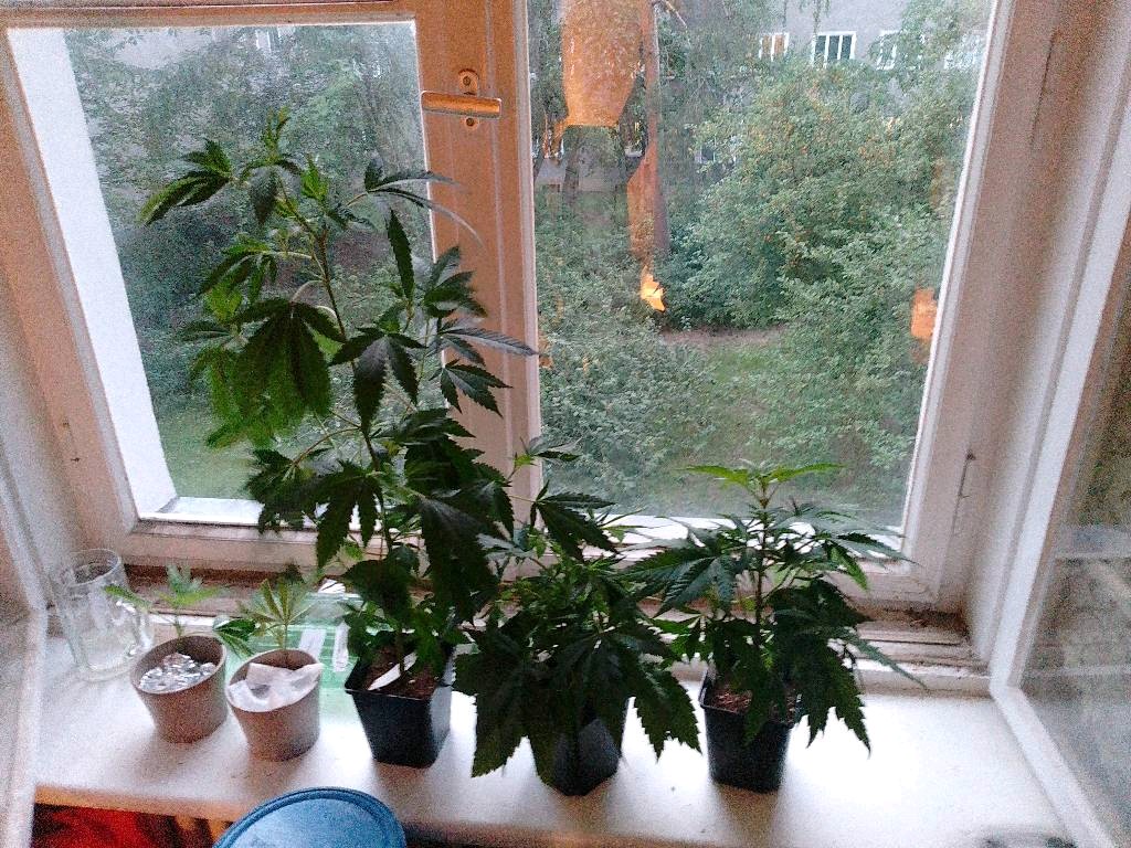 Growzubehör